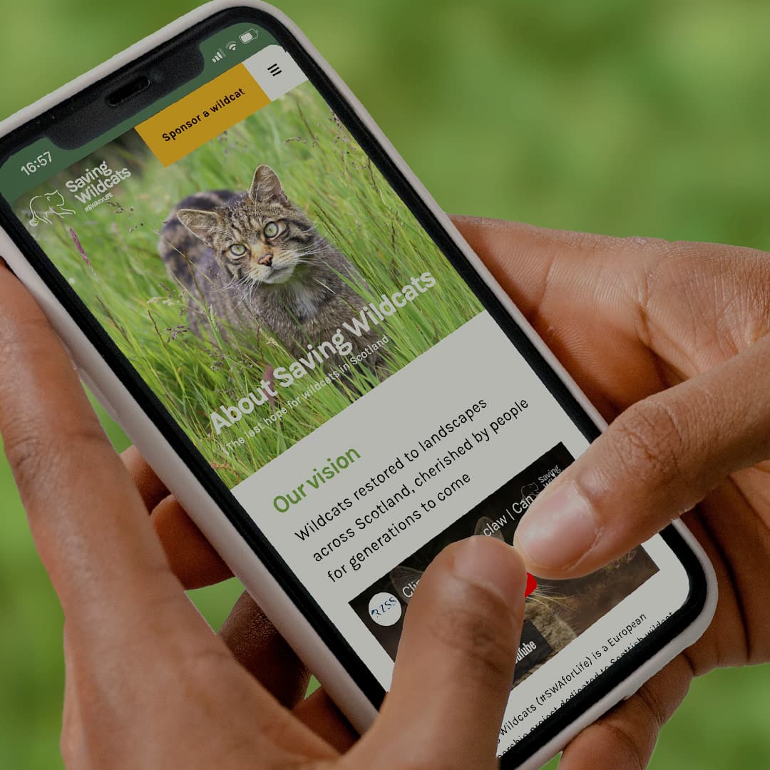 photo of saving wildcats website on phone screen